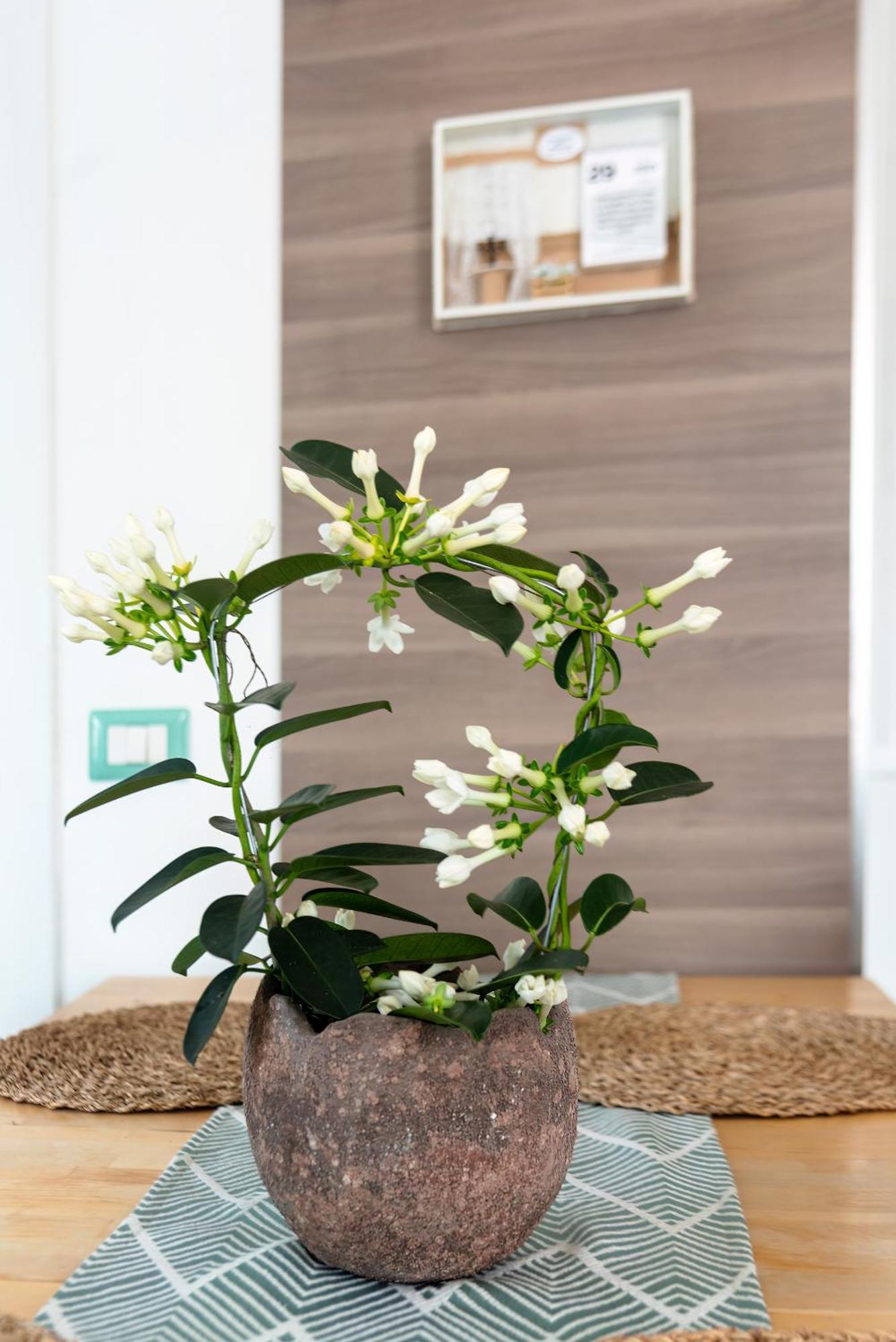 Apartament Terra Mia In Terrazza Pompeja Zewnętrze zdjęcie
